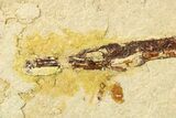 Plate of Rare Pipefish (Syngnathus & Hipposyngnathus) Fossils #275027-3
